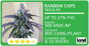 Discover the Best Marijuana Seeds Florida Has to Offer